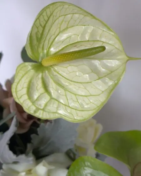 ANTURIO - Image 3
