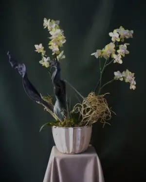 MINI ORQUIDEAS