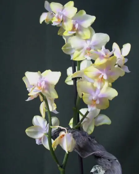 MINI ORQUIDEAS - Image 2