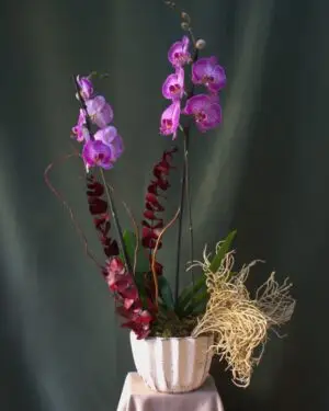 MORADO