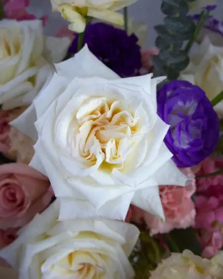 LISIANTHUS - Image 3