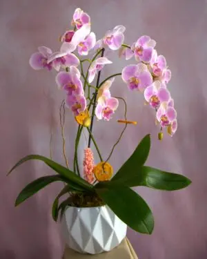 orquidea phalaenopsis