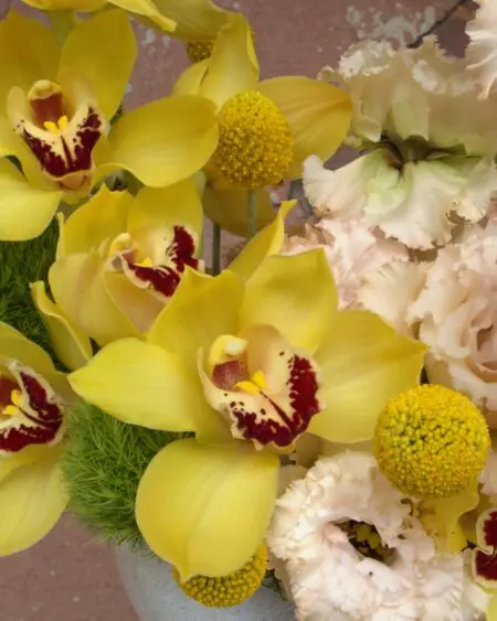 CYMBIDIUM - Image 2