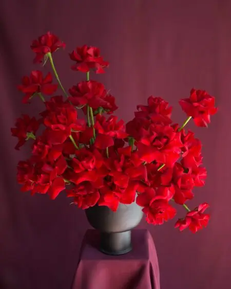 ROJO