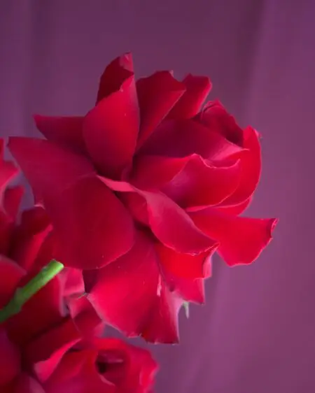 ROJO - Image 2