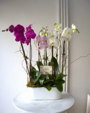 JARDÍN DE ORQUÍDEAS