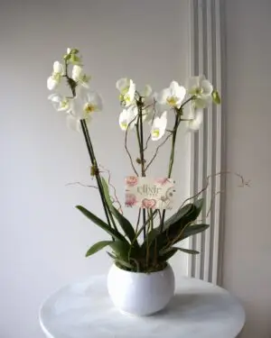 ORQUÍDEA BLANCA