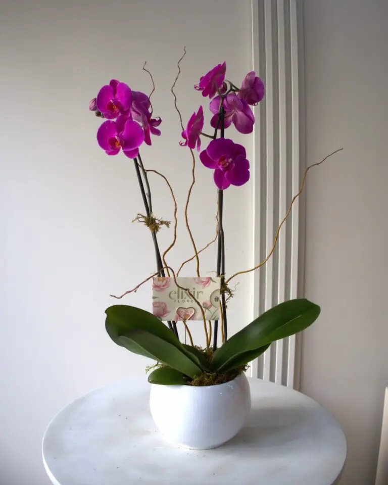 ORQUIDEA FUCSIA 1 Catálogo