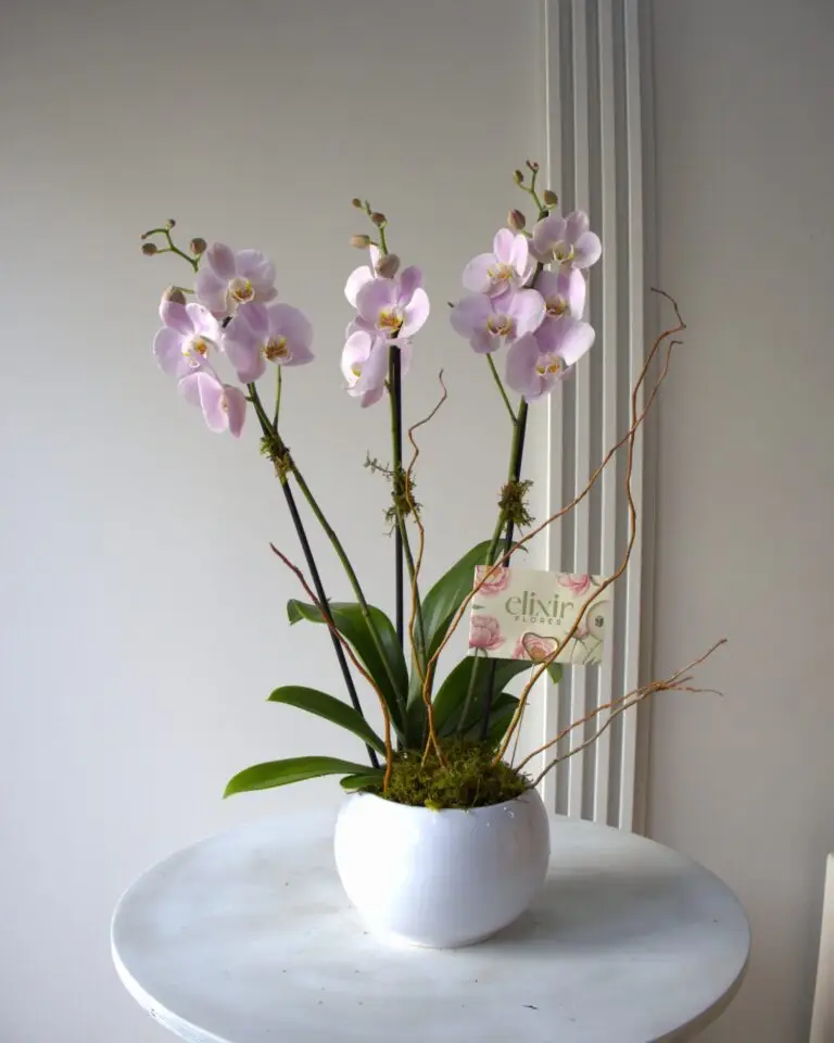 ORQUIDEA ROSA 1 Catálogo