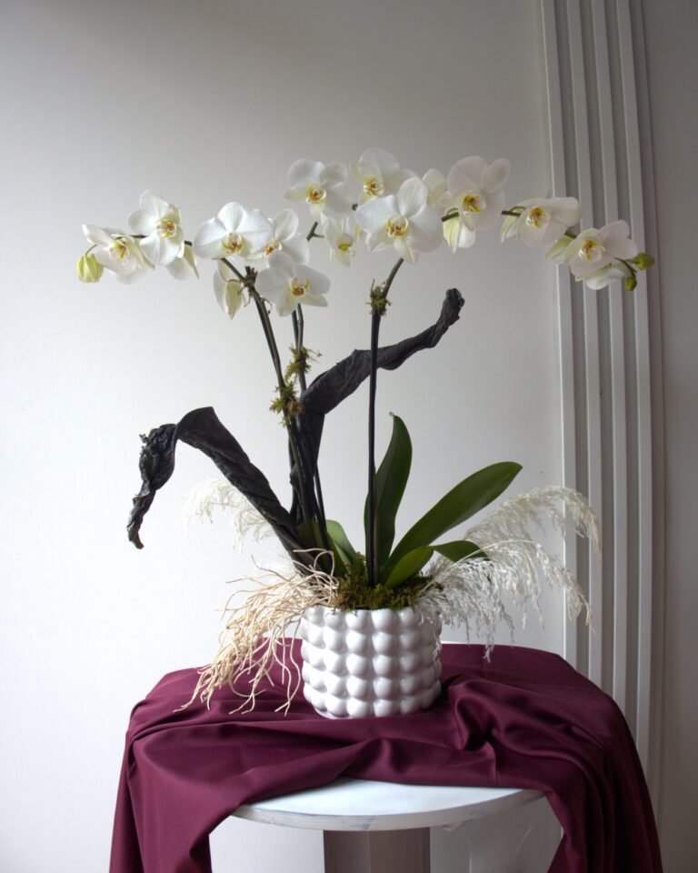 ORQUIDEA BLANCA Q 1 Catálogo