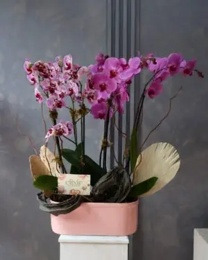 ORQUIDEAS FUCSIA 1 Catálogo